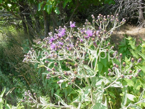 ironweed, western